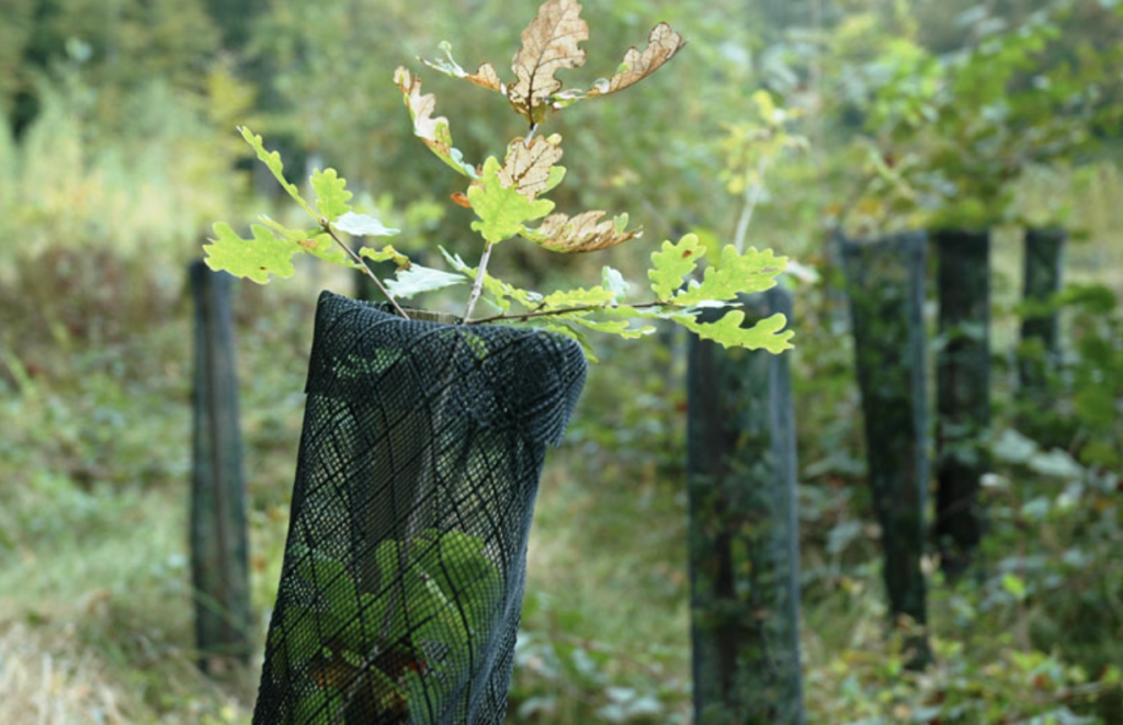 Beschermnet reewild en hert