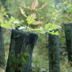 Beschermnet reewild en hert