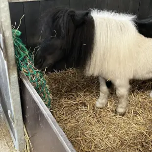 Slowfeeder net groen