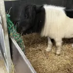 Slowfeeder net groen