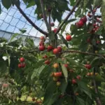 Knooploos tuinnet maas 28mm zwart