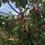 Knooploos tuinnet  maas 15 mm zwart